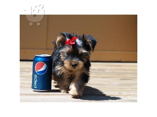 PoulaTo: Καθαρόαιμα κουτάβια Yorkshire Terrier mini